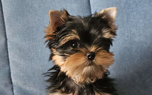 Мальчик йорка