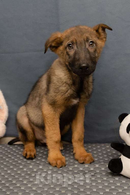 Собаки в Москве: Джой будет вам другом Мальчик, Бесплатно - фото 3