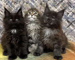 Кошки в Вичуге: Котенок мейн-кун Мальчик, 35 000 руб. - фото 1