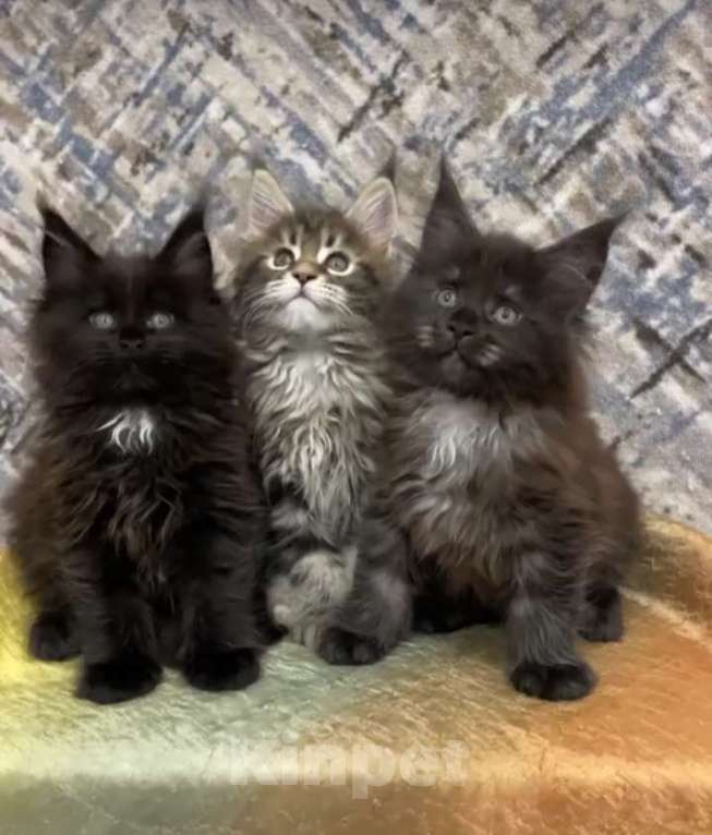 Кошки в Вичуге: Котенок мейн-кун Мальчик, 35 000 руб. - фото 1