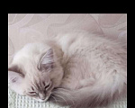 Кошки в Ливны: Котята Невская маскарадная 2 мес., 20 000 руб. - фото 6