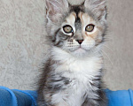 Кошки в Кяхте: Руби, 35 000 руб. - фото 2