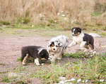 Собаки в Санкт-Петербурге: Щенки Австралийской овчарки Аусси, 30 000 руб. - фото 7