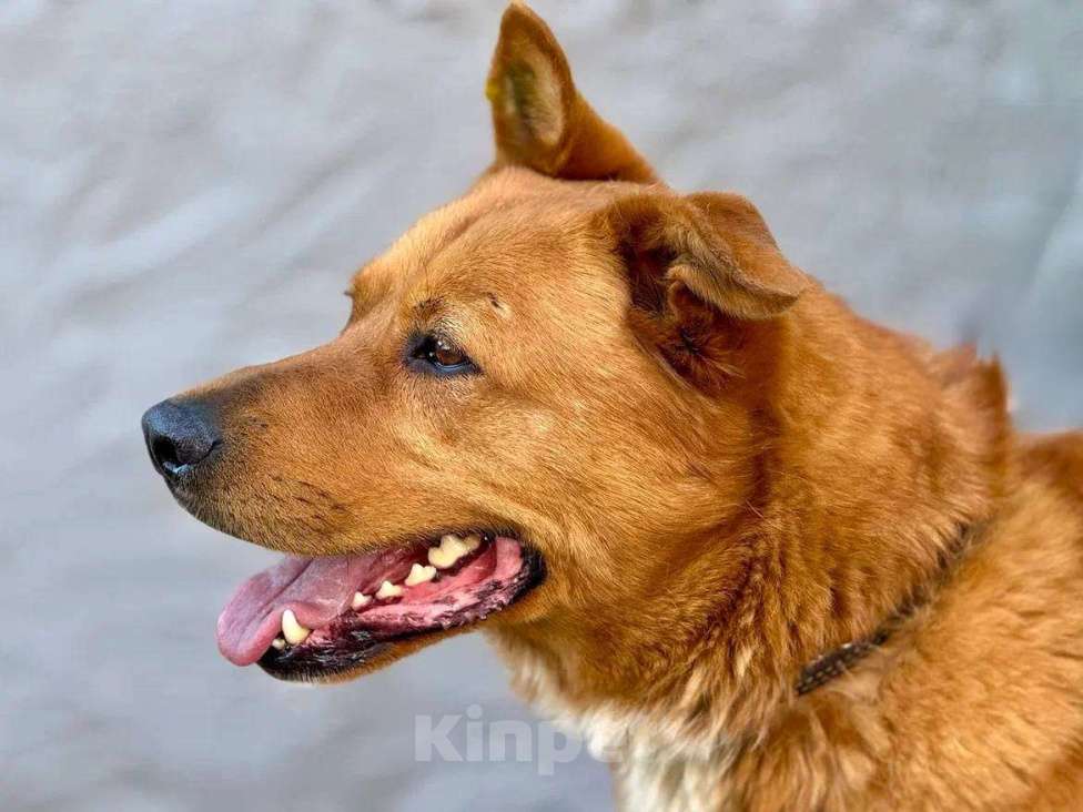 Собаки в Пушкино: Рыжий ищет дом Мальчик, Бесплатно - фото 2