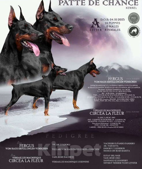 Собаки в Санкт-Петербурге: Щенок добермана Анжу Мальчик, 70 000 руб. - фото 8