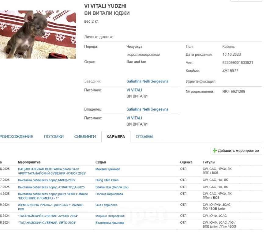 Собаки в Москве: предлагается для вязки чихуахуа кобель лилово-подпалого окраса Мальчик, 15 000 руб. - фото 4