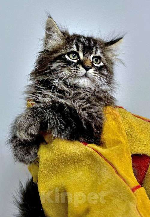 Кошки в Санкт-Петербурге: Пушистое счастье в добрые руки Ищем дом для очаровательных котят Мальчик, 10 руб. - фото 7