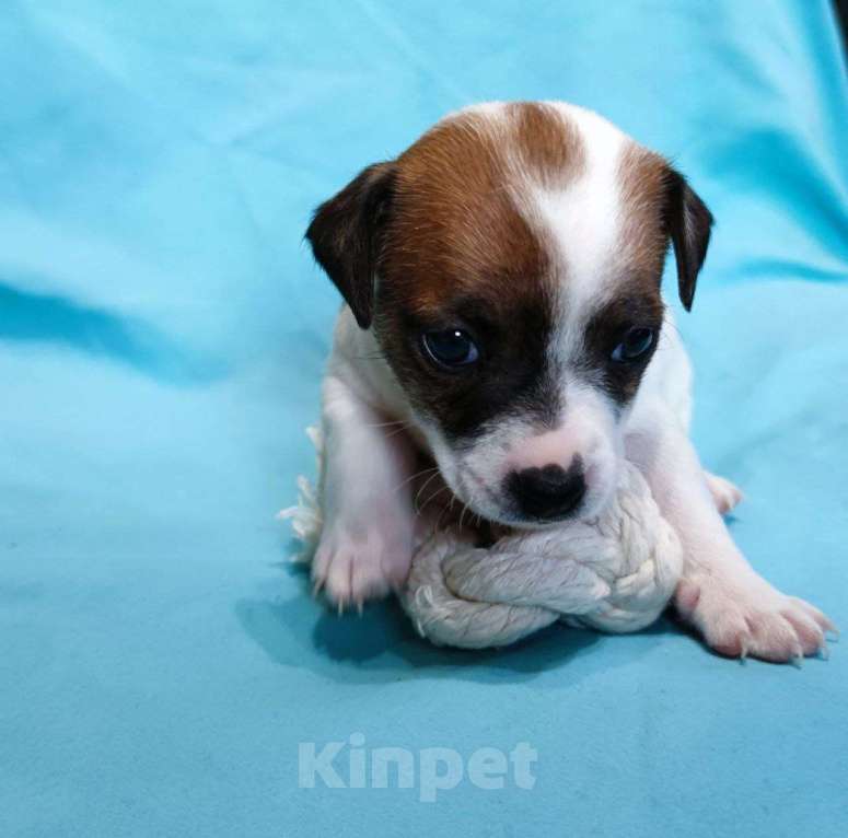 Собаки в Великом Новгороде: Щенки Джек Рассел терьер Девочка, 15 000 руб. - фото 7