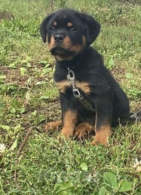 Собаки в Санкт-Петербурге: Щенки ротвейлеры Девочка, 20 000 руб. - фото 5