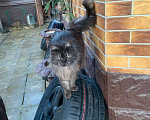 Кошки в Истре: Пропал кот  Мальчик, 10 000 руб. - фото 1