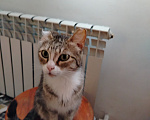 Кошки в Новосибирске: Кошечка Алиса Девочка, Бесплатно - фото 4