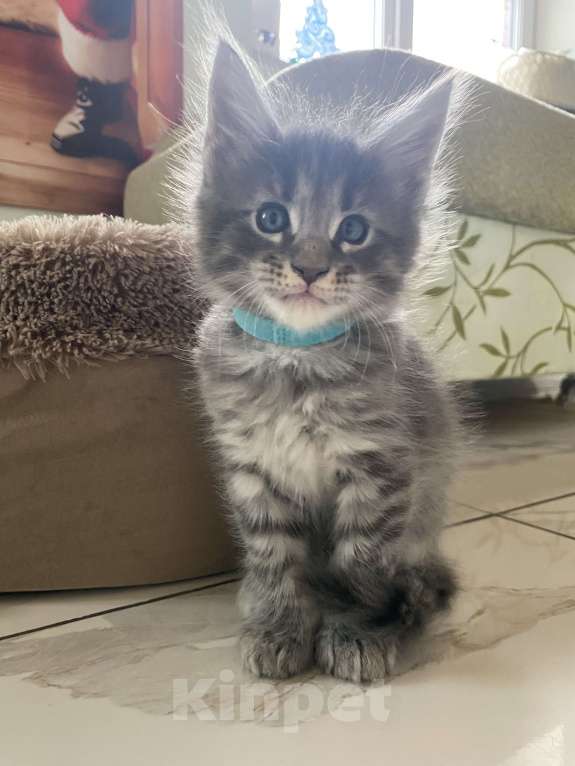 Кошки в других городах Московской области: Лучший друг семьи с хвостом Мальчик, 20 000 руб. - фото 1