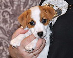 Собаки в Санкт-Петербурге: Джек Рассел Терьер Девочка, 45 000 руб. - фото 1