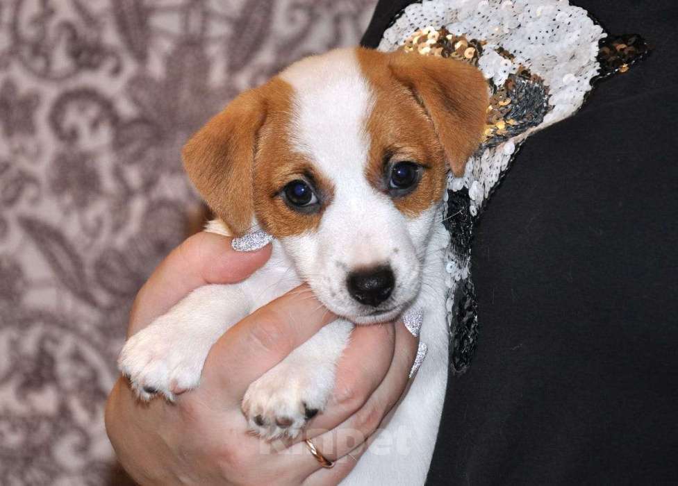Собаки в Санкт-Петербурге: Джек Рассел Терьер Девочка, 45 000 руб. - фото 1