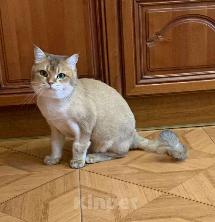 Кошки в Москве: Отдам кота в добрые руки Мальчик, Бесплатно - фото 3