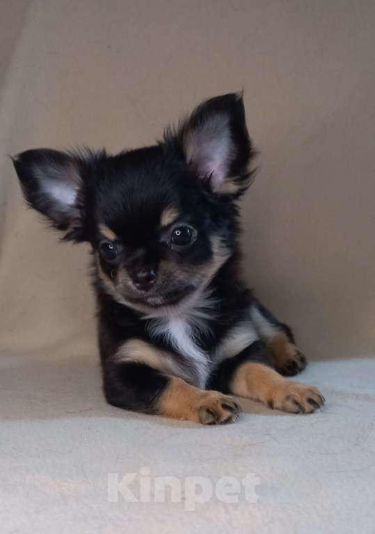 Собаки в Новосибирске: Черная жемчужина чих Девочка, Бесплатно - фото 7