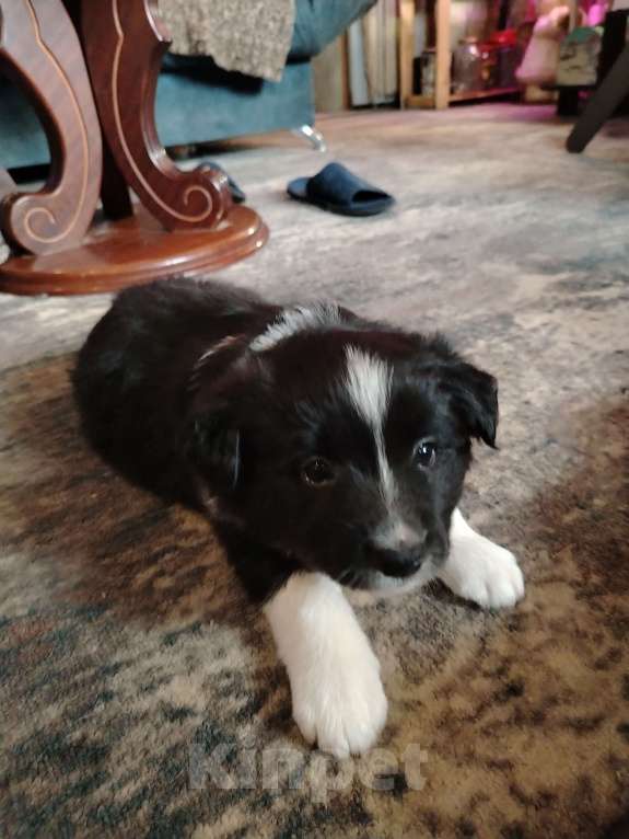 Собаки в Первоуральске: Щенки бордер колли Мальчик, 100 000 руб. - фото 8