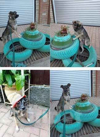 Собаки в Краснодаре: Есии Девочка, 1 руб. - фото 3