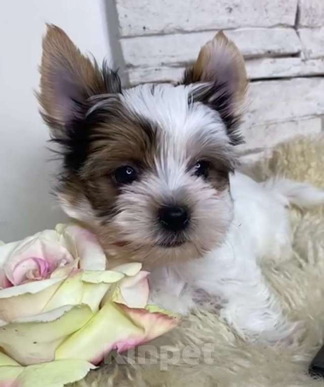 Собаки в Москве: Бивер мальчик РКФ  Мальчик, 75 000 руб. - фото 2