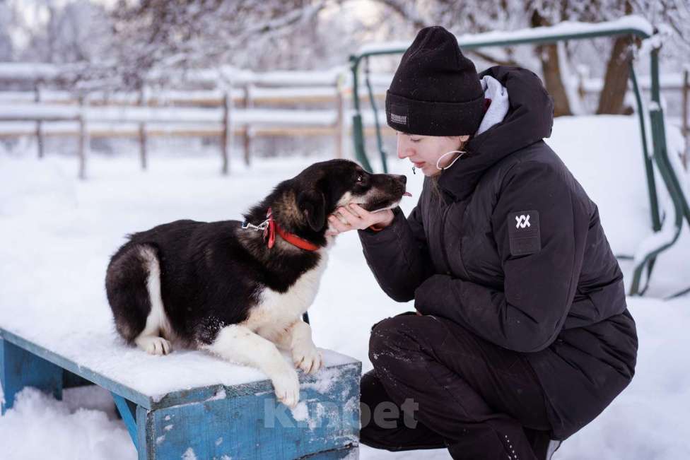 Собаки в Москве: Лада, 1 год в добрые руки Девочка, Бесплатно - фото 10