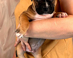Собаки в Москве: Красивые мальчики амстаффа  Мальчик, 80 000 руб. - фото 2