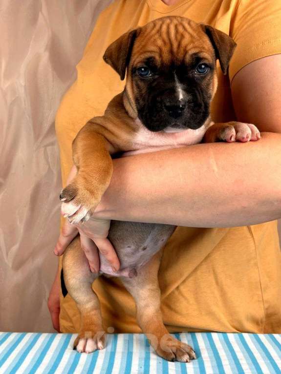 Собаки в Москве: Красивые мальчики амстаффа  Мальчик, 80 000 руб. - фото 2