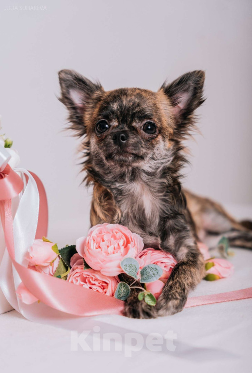 Собаки в Тольятти: Девочка чихуахуа подрощенная длинношерстная тигровая Девочка, 60 000 руб. - фото 6