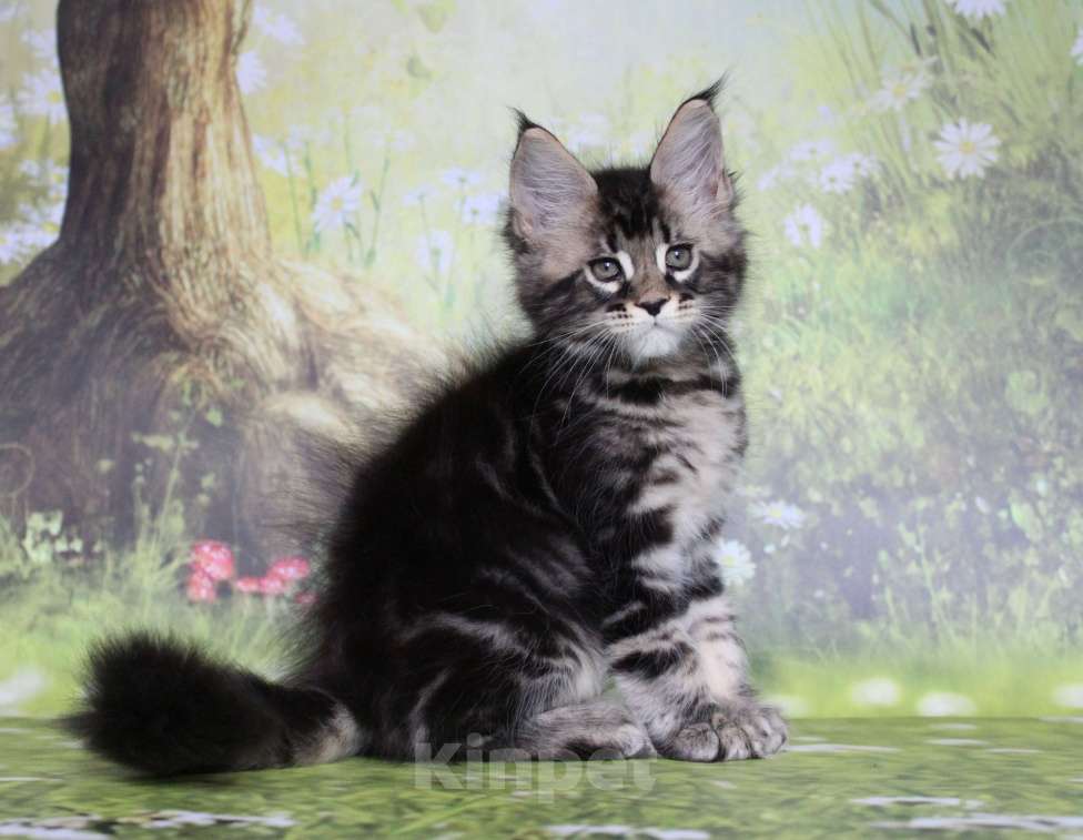 Кошки в Екатеринбурге: Котёнок мейн-кун Цезарь Мальчик Мальчик, 35 000 руб. - фото 3