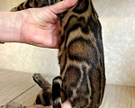 Кошки в Москве: Клубные бенгальские котята - девочка Девочка, 45 000 руб. - фото 1