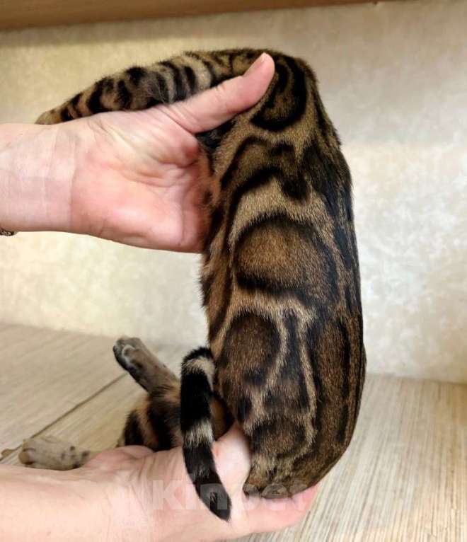 Кошки в Москве: Клубные бенгальские котята - девочка Девочка, 45 000 руб. - фото 1