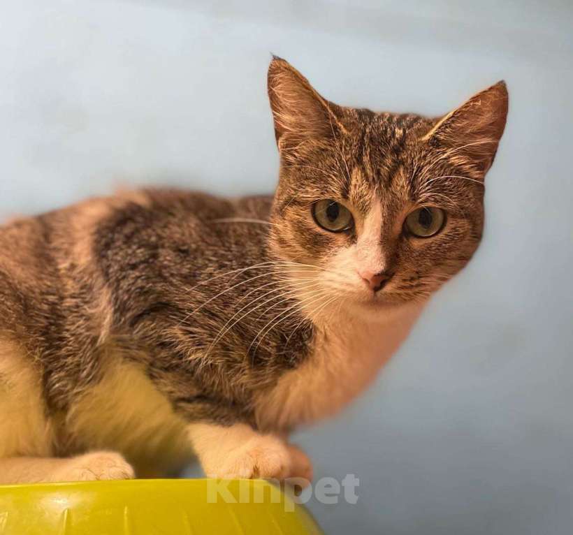 Кошки в Москве: кошка Люся ищет дом Девочка, Бесплатно - фото 4