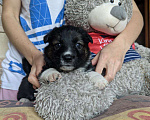 Собаки в Москве: Щенки в добрые руки  Девочка, 1 руб. - фото 4