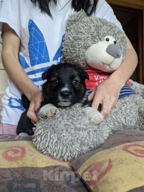 Собаки в Москве: Щенки в добрые руки  Девочка, 1 руб. - фото 4