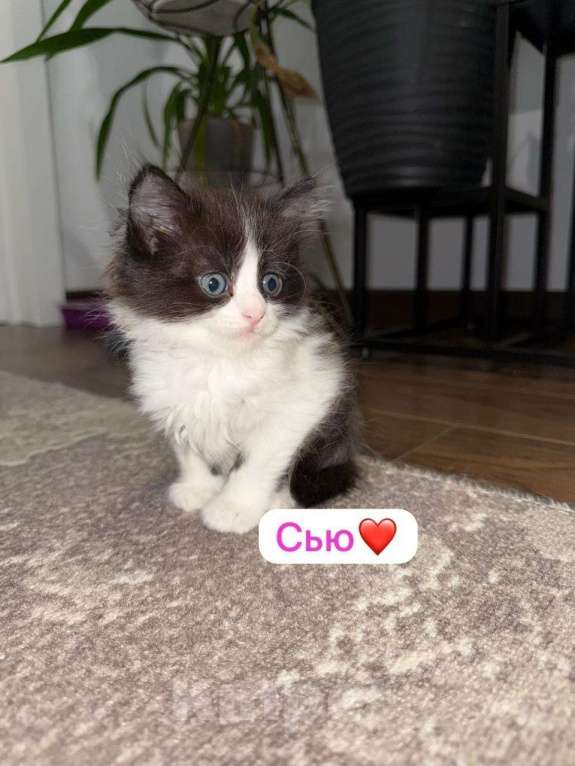 Кошки в Москве: Чудесная малышка ищет семью Девочка, Бесплатно - фото 1