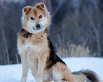 Собаки в Москве: Дружелюбный пёс в добрые руки Мальчик, Бесплатно - фото 3