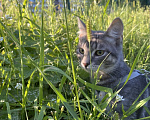 Кошки в Воронеже: Котенок срочно ищет дом Мальчик, Бесплатно - фото 3