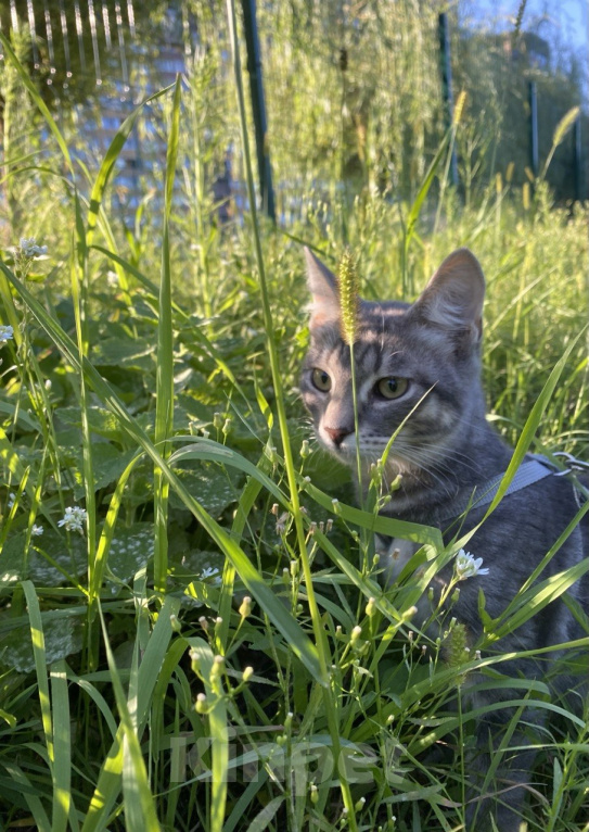 Кошки в Воронеже: Котенок срочно ищет дом Мальчик, Бесплатно - фото 3