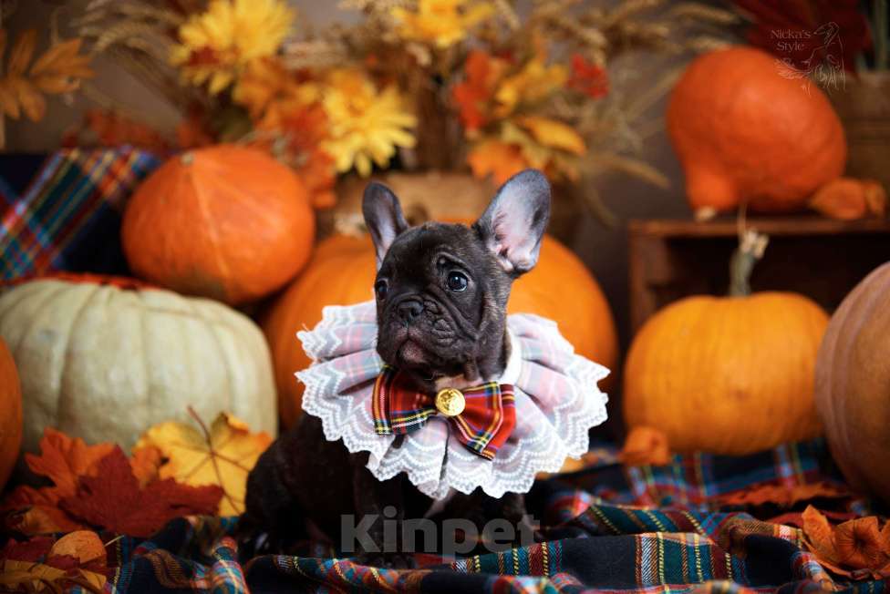 Собаки в Ростове-на-Дону: Готовы к переезду. Девочка, 35 000 руб. - фото 1