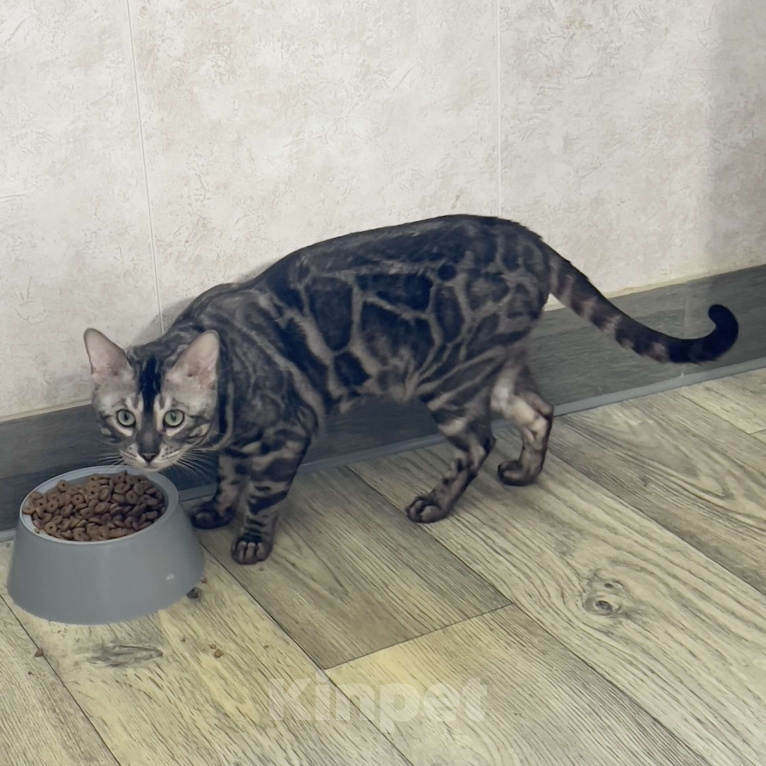 Кошки в Москве: Молодой бенгальский кот Мальчик, 5 000 руб. - фото 4