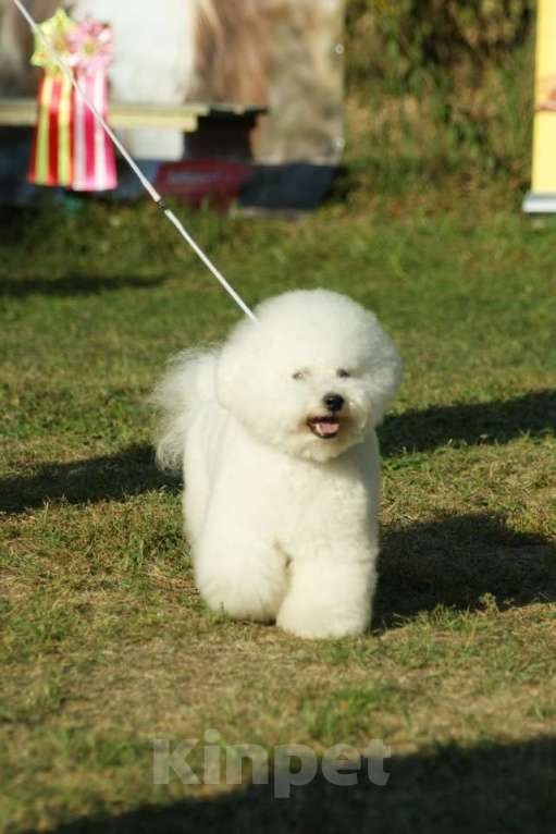 Собаки в других городах Московской области: Уникальные щенки Бишон Фризе-ваше личное Облачко! Мальчик, 60 000 руб. - фото 5
