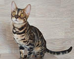 Кошки в Москве: Бенгальские котята Мальчик, 10 000 руб. - фото 1