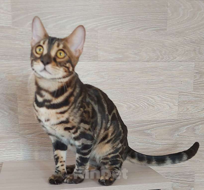 Кошки в Москве: Бенгальские котята Мальчик, 10 000 руб. - фото 1