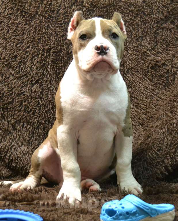 Собаки в других городах Московской области: Американский Булли XL Мальчик, 120 000 руб. - фото 3