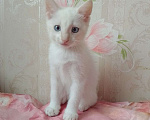 Кошки в Хабаровске: Ищет семью Девочка, 50 руб. - фото 1