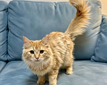 Кошки в Санкт-Петербурге: Котики Девочка, Бесплатно - фото 1