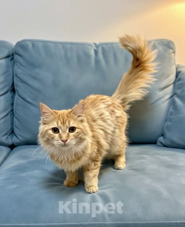 Кошки в Санкт-Петербурге: Котики Девочка, Бесплатно - фото 1