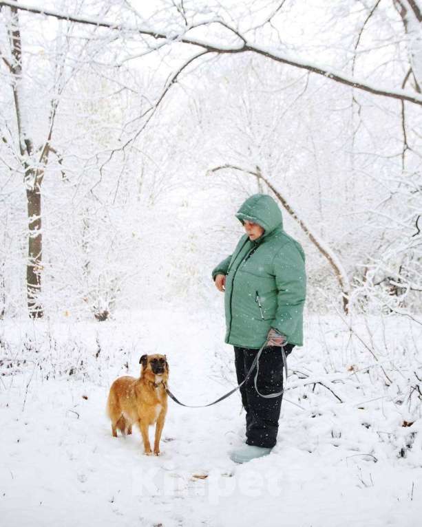 Собаки в Москве: Здравствуйте, я  - Алиса :) Девочка, Бесплатно - фото 5