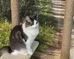 Кошки в Санкт-Петербурге: Котик Тиша Мальчик, Бесплатно - фото 3