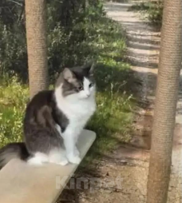 Кошки в Санкт-Петербурге: Котик Тиша Мальчик, Бесплатно - фото 3
