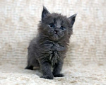 Кошки в Химках: Котята мейкуны Мальчик, 50 000 руб. - фото 1